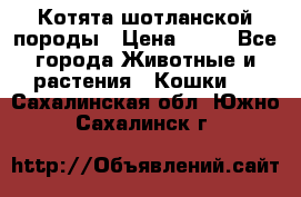 Котята шотланской породы › Цена ­ 40 - Все города Животные и растения » Кошки   . Сахалинская обл.,Южно-Сахалинск г.